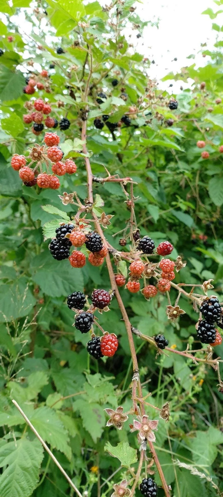 Allegheny Blackberry Plant: High Bush, Native North American Species