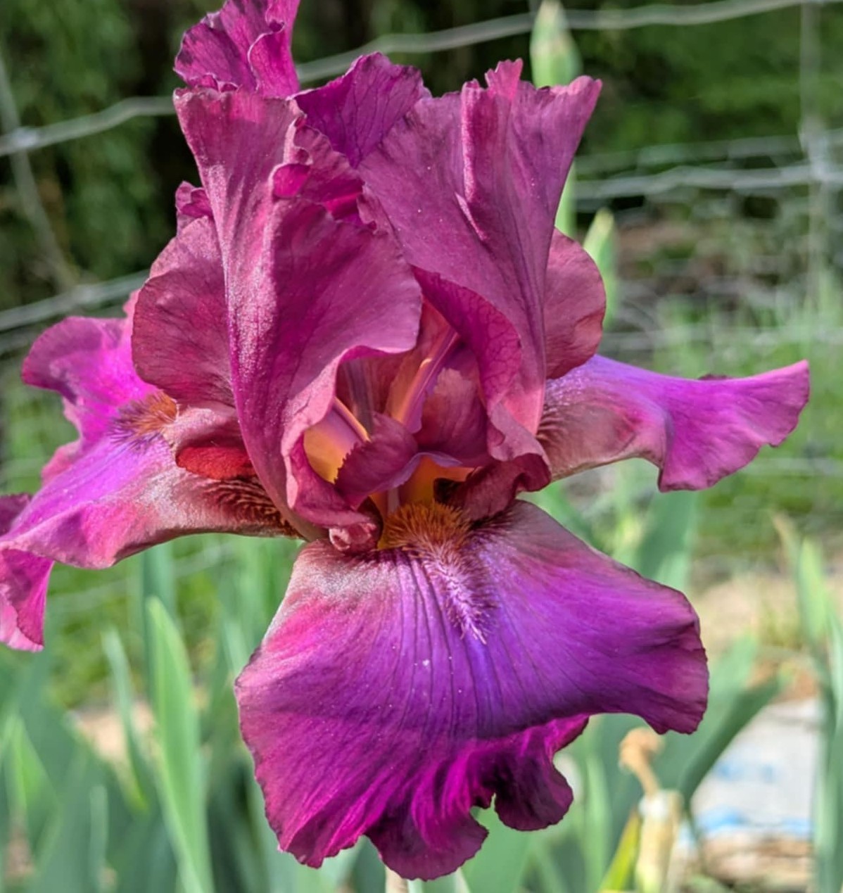 ‘Spice It Up’ TB Bearded Iris Rhizome PRE-SALE to Ship Aug/Sept