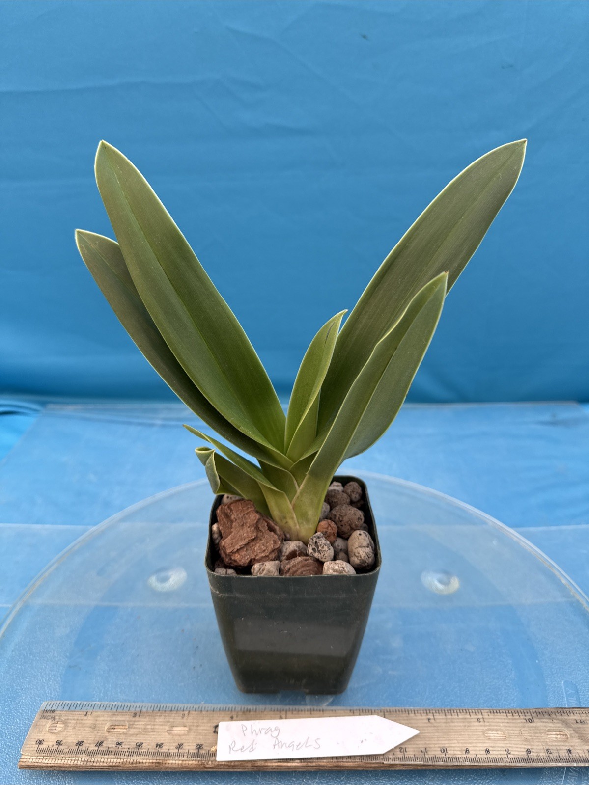 Phragmipedium Red Angels Yellow Orange Orchid Hybrid Fresh Import 4” RePot