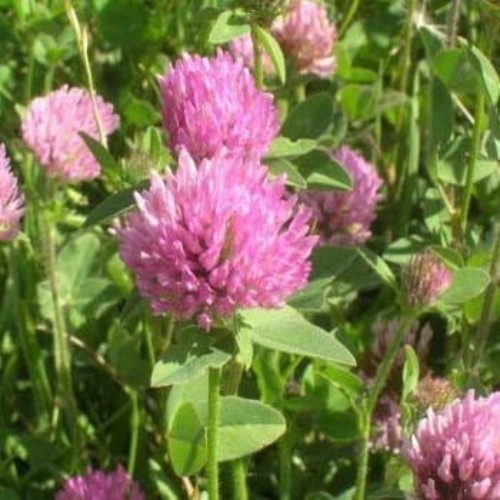10 lb Perennial Red Clover Seeds – Self-Seeding & Nitrocoated for Soil Health