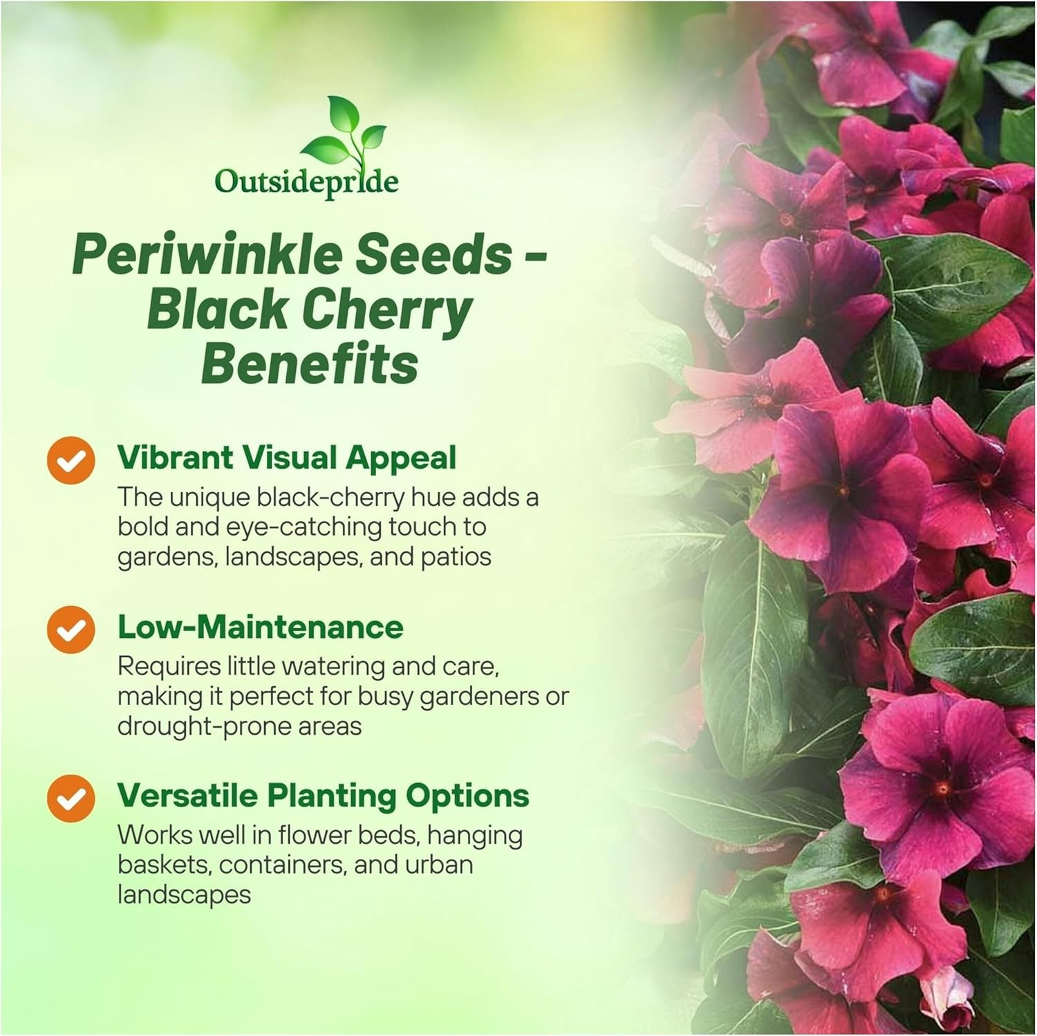 50 Seeds Dark Purple Perwinkle Seeds For Planting | Black Cherry Vinca