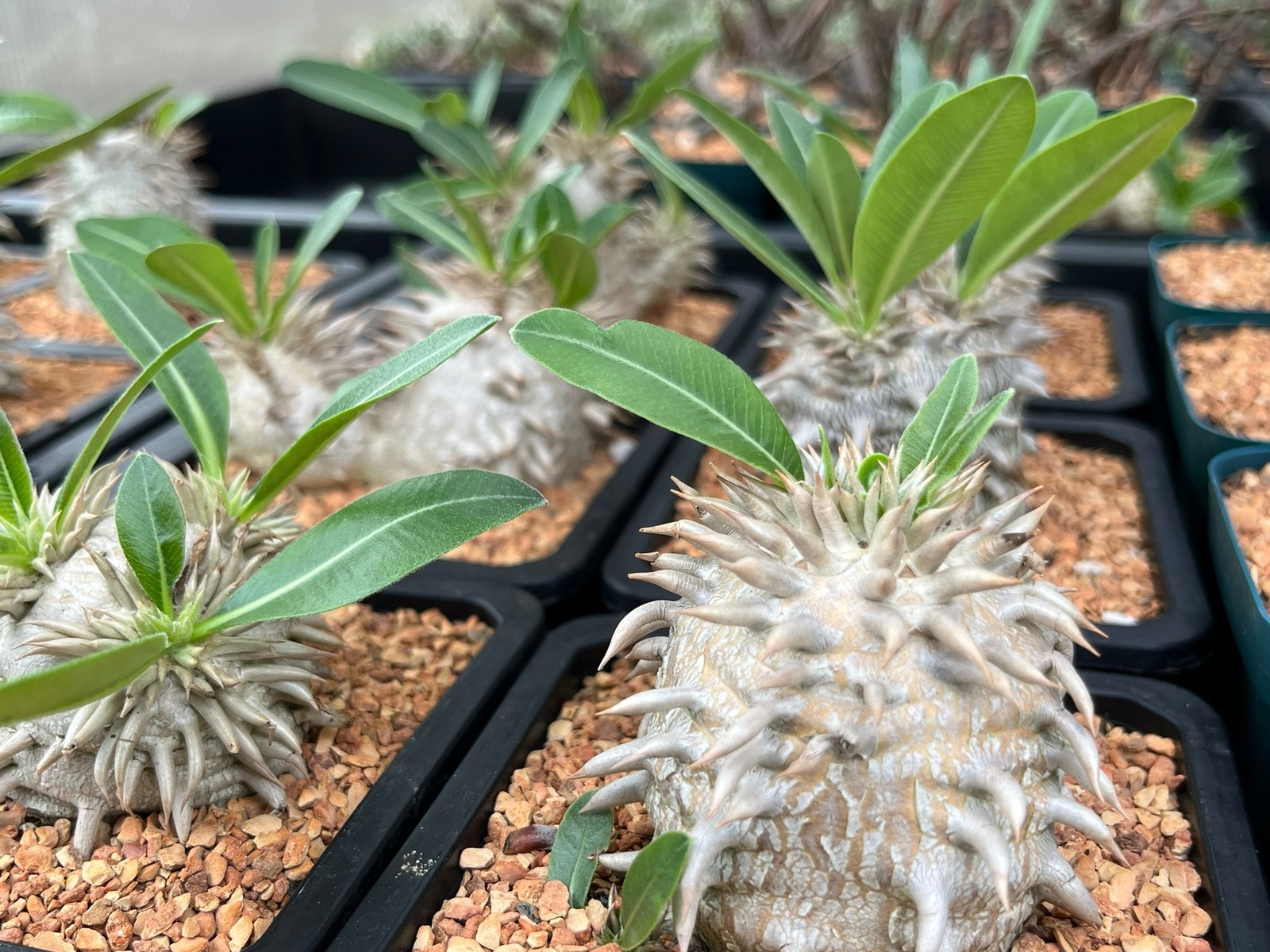 Succulent- Pachypodium brevicaule x densiflorum 3.5″ pot (caudex plant)