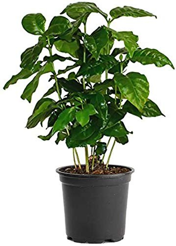 American Plant Exchange Arabica Coffee Real Live Plant 6 Pot Flowering Indoor