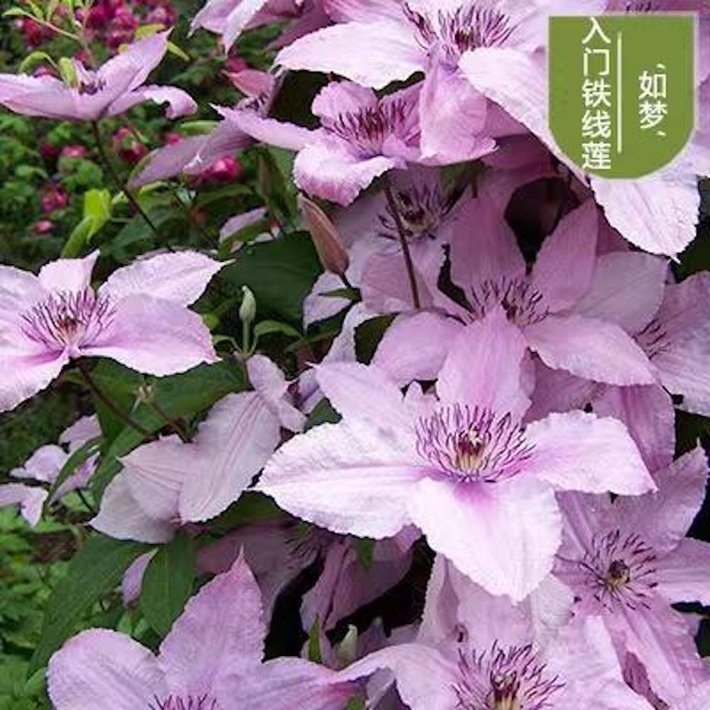 (10) CLEMATIS SEEDS rare exotic climber flower vine garden USA SELLER W/TRACK