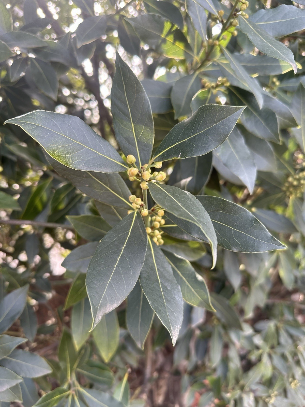 Laurus Nobilis Bay Leaf Laurel Tropical Plant Seeds Pack of 5