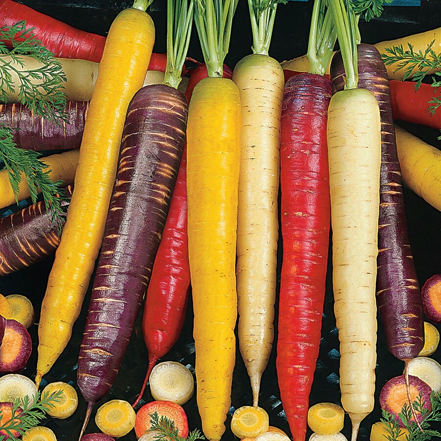 Rainbow Carrot Seeds 50+