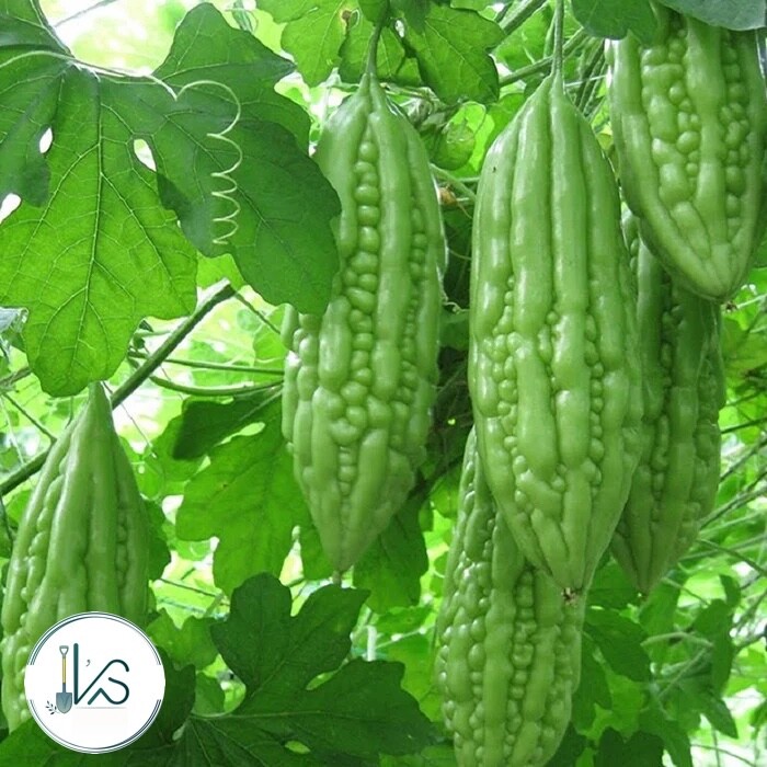 SHORT GREEN SKIN BITTER MELON SEEDS – KHỔ QUA TRÁI LÙN (7 pcs)