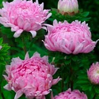 Aster Duchesse Peony Coral Rose 2,000 seeds