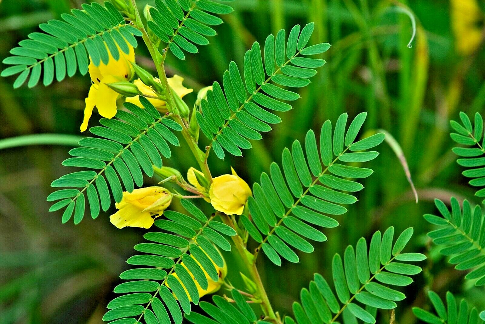201+ PARTRIDGE PEA Seeds Native Wildflower Fall Food Source Turkey Deer Birds