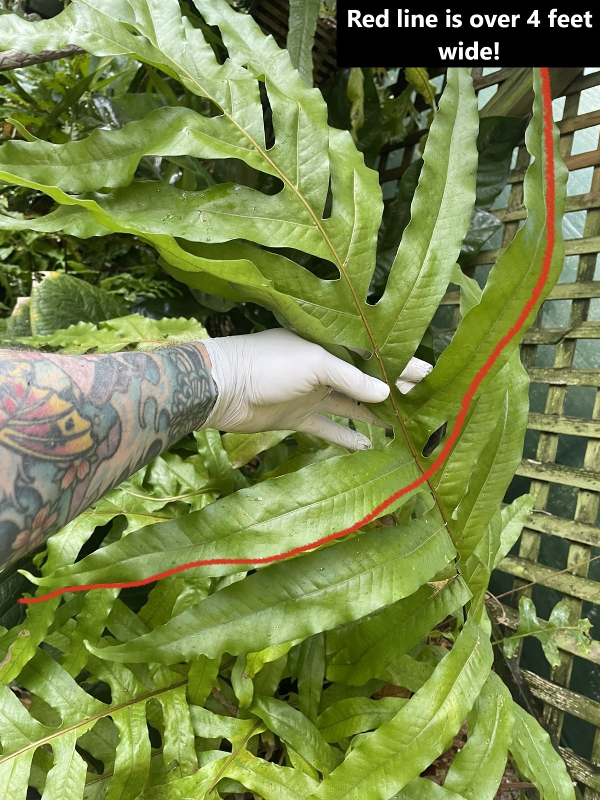 GIANT DRYNARIA sp NOVA not staghorn or platycerium fern tropical not aroid