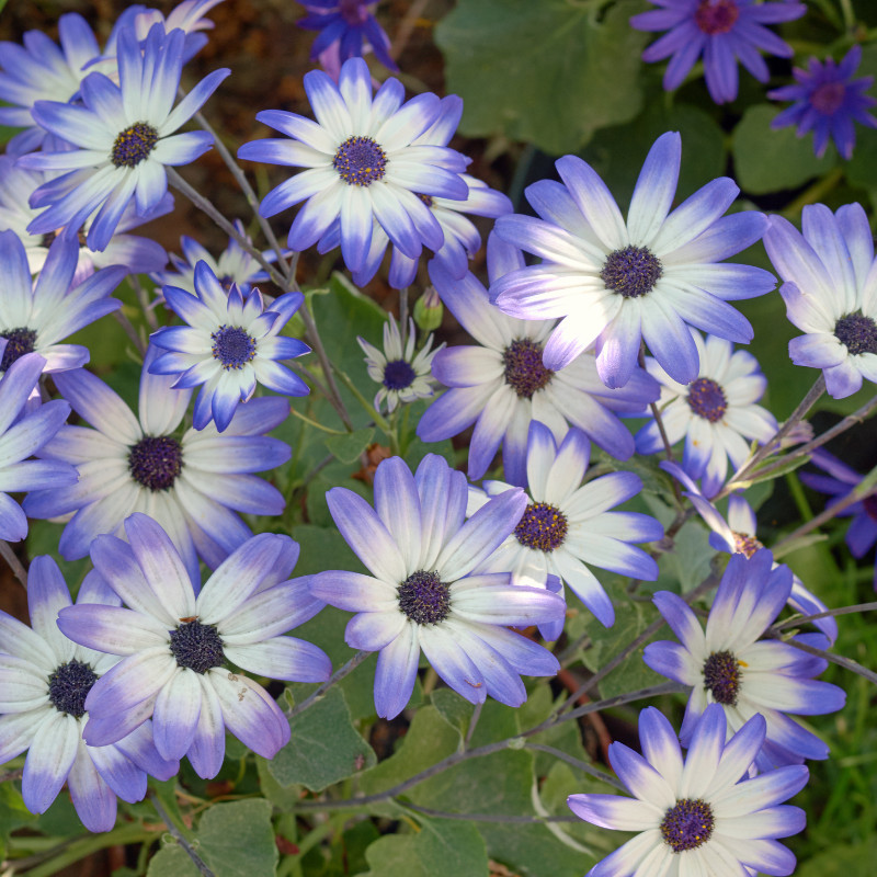 Daisy Seeds 125+ Seeds Daisy Flower, Flower Seeds, Annual Seeds, Garden Seeds