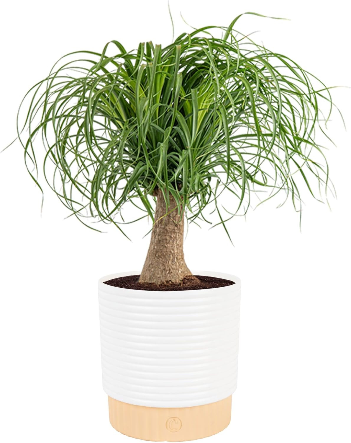 Ponytail Palm Live Plant in Decorative Pot, Easy to Maintain Indoor Houseplant,