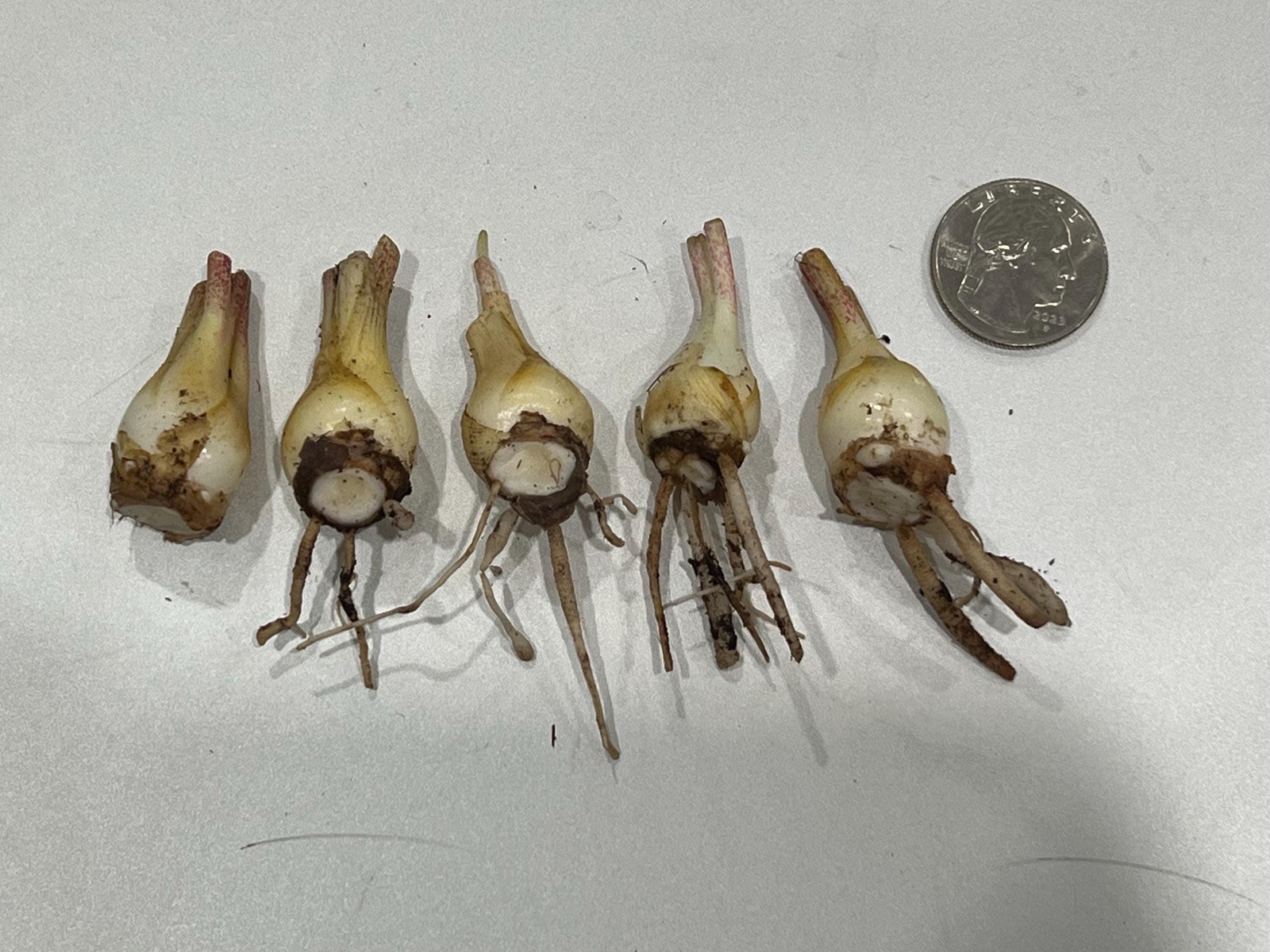 LOVE Double Polianthes Tuberose Bulbs – US Seller