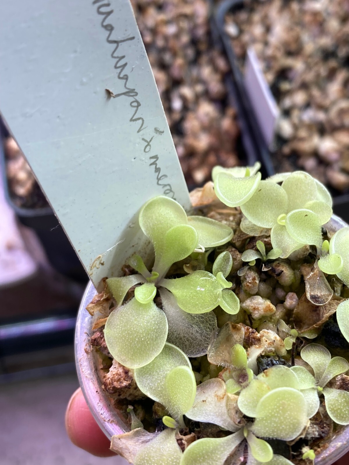 Pinguicula moranensis ‘Huahuapan’ x macrophylla SG, Tropical Butterwort Plant