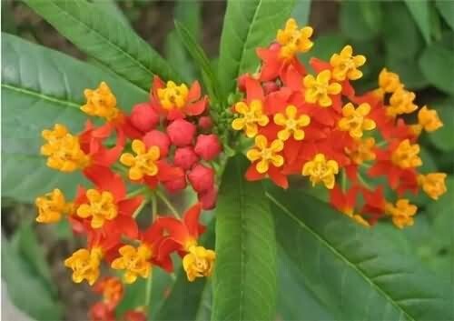 Milkweed TROPICAL Bloodflower Asclepias Monarch Butterfly Host Plant 100 Seeds
