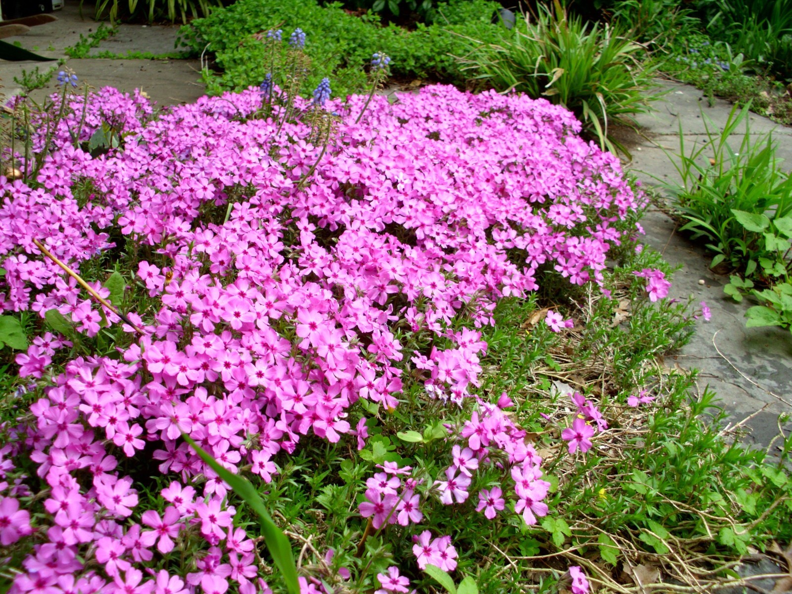 Creeping Phlox Perennial Subulata Moss Phlox Bare Root Live Plant Outdoor Garden