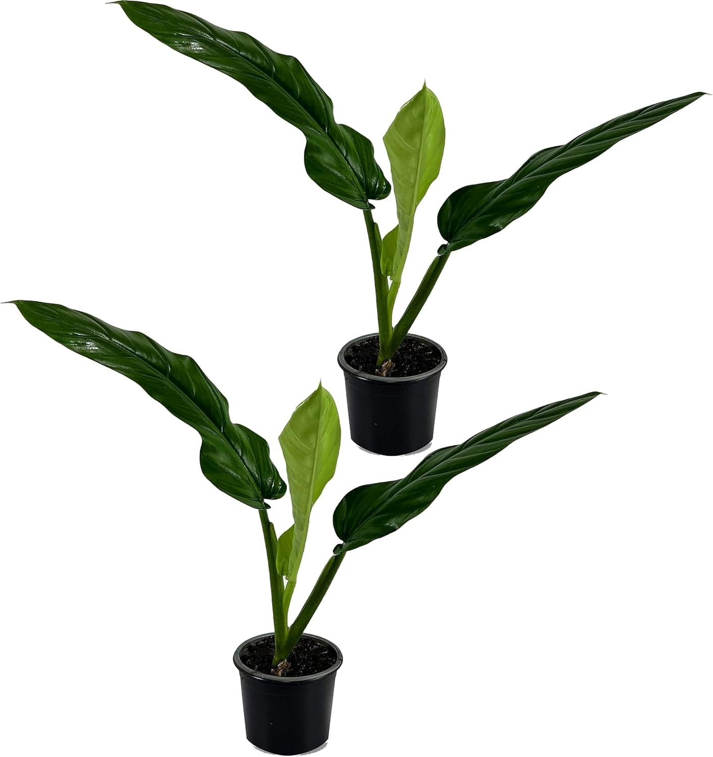 Philodendron SP Napo 2 Pack Green Live Indoor Houseplant