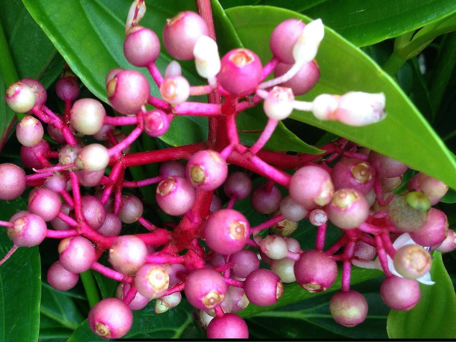 MALAYSIAN GRAPE ORCHID Tropical Plant Unusual Pink Bloom Purple Non-Edible Berry