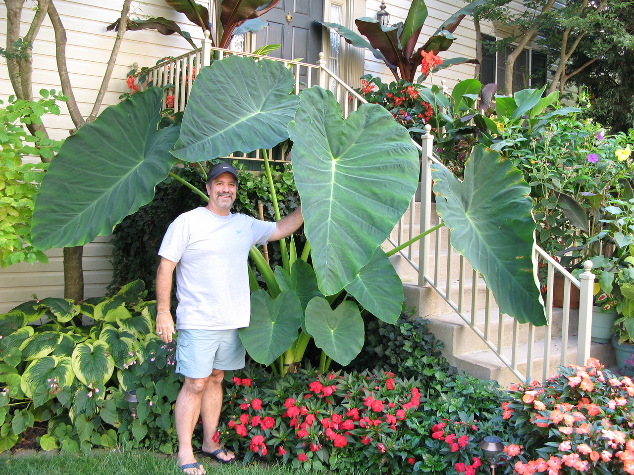 1 LIVE BULBS Colocasia gigantea Thailand Giant Thai Giant Elephant Ear Huge Leaf