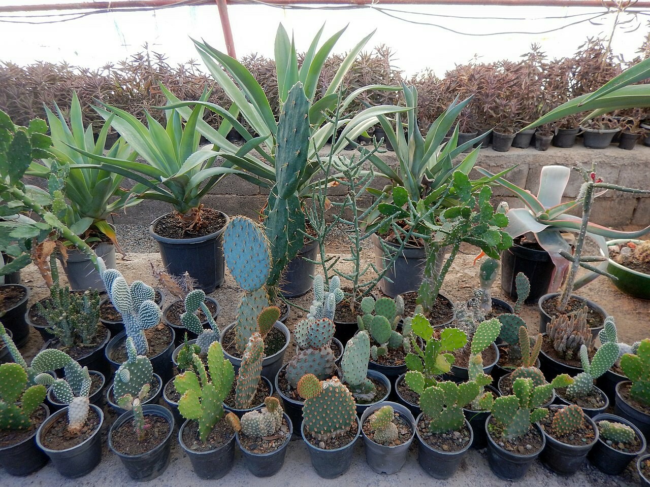 100 mixed Cactus seeds mix succulent seeds mix very diverse variety of species