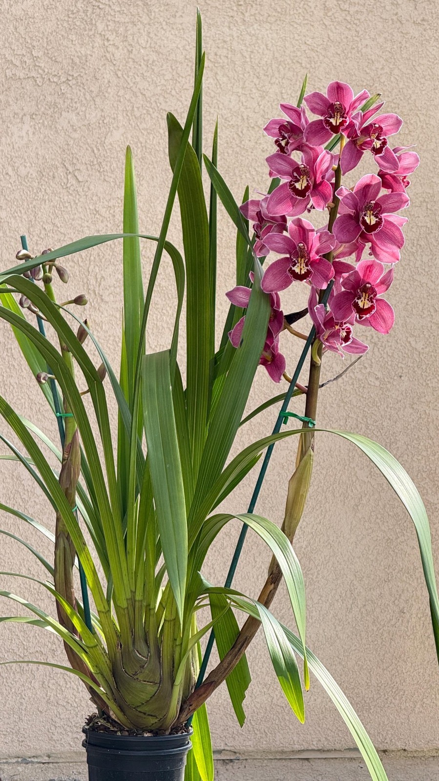Cymbidium (Barrita Glam x Tethy’s ‘Lip Solid’) ~ 1 Gallon Pot