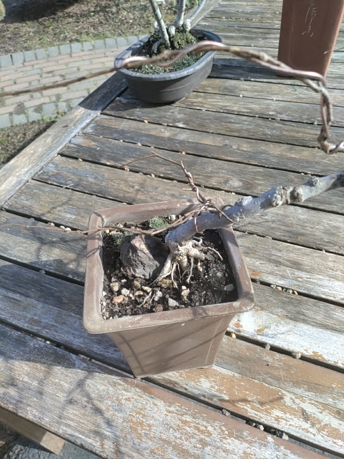 Grey Bark Elm Rare Style Semi- Cascading (Selcova Serrata)
