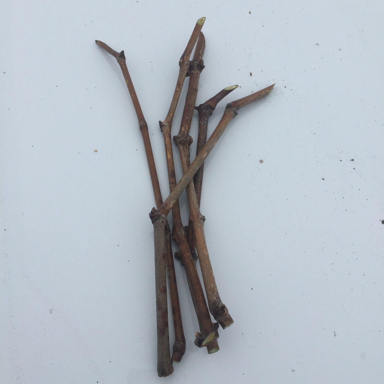6pcs Japanese Kyoho grape cuttings 巨峰葡萄插条 교호포도 US seller