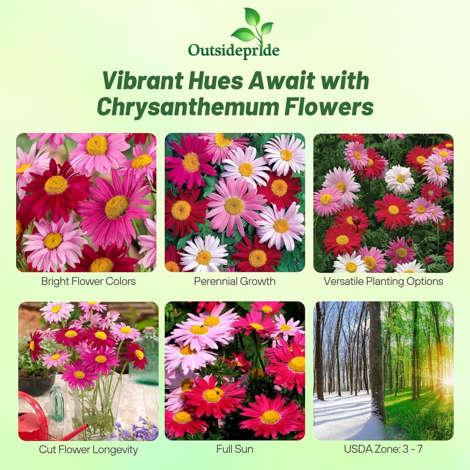 10000 Seeds Chrysanthemum Seed Mix For Planting Outdoors | Pyrethrum