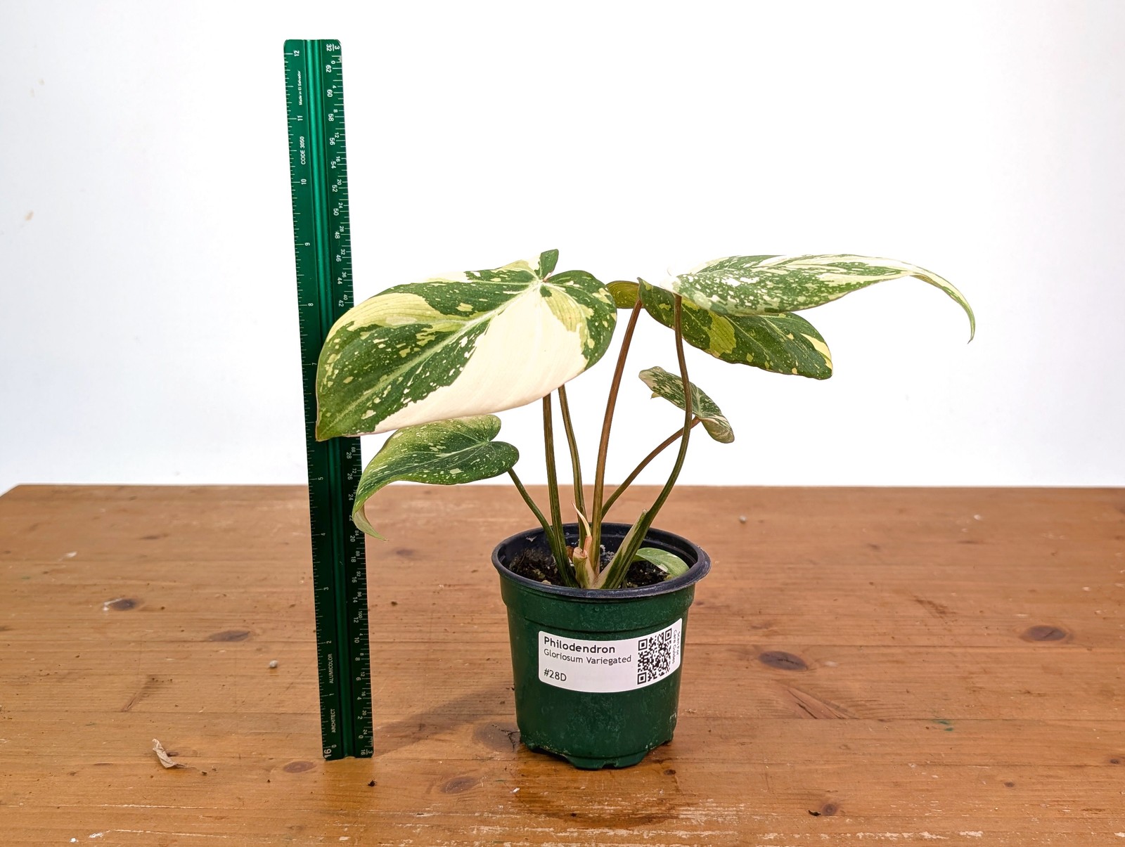 Philodendron Gloriosum Variegated (High Color) 4″ EXACT Plant #28D