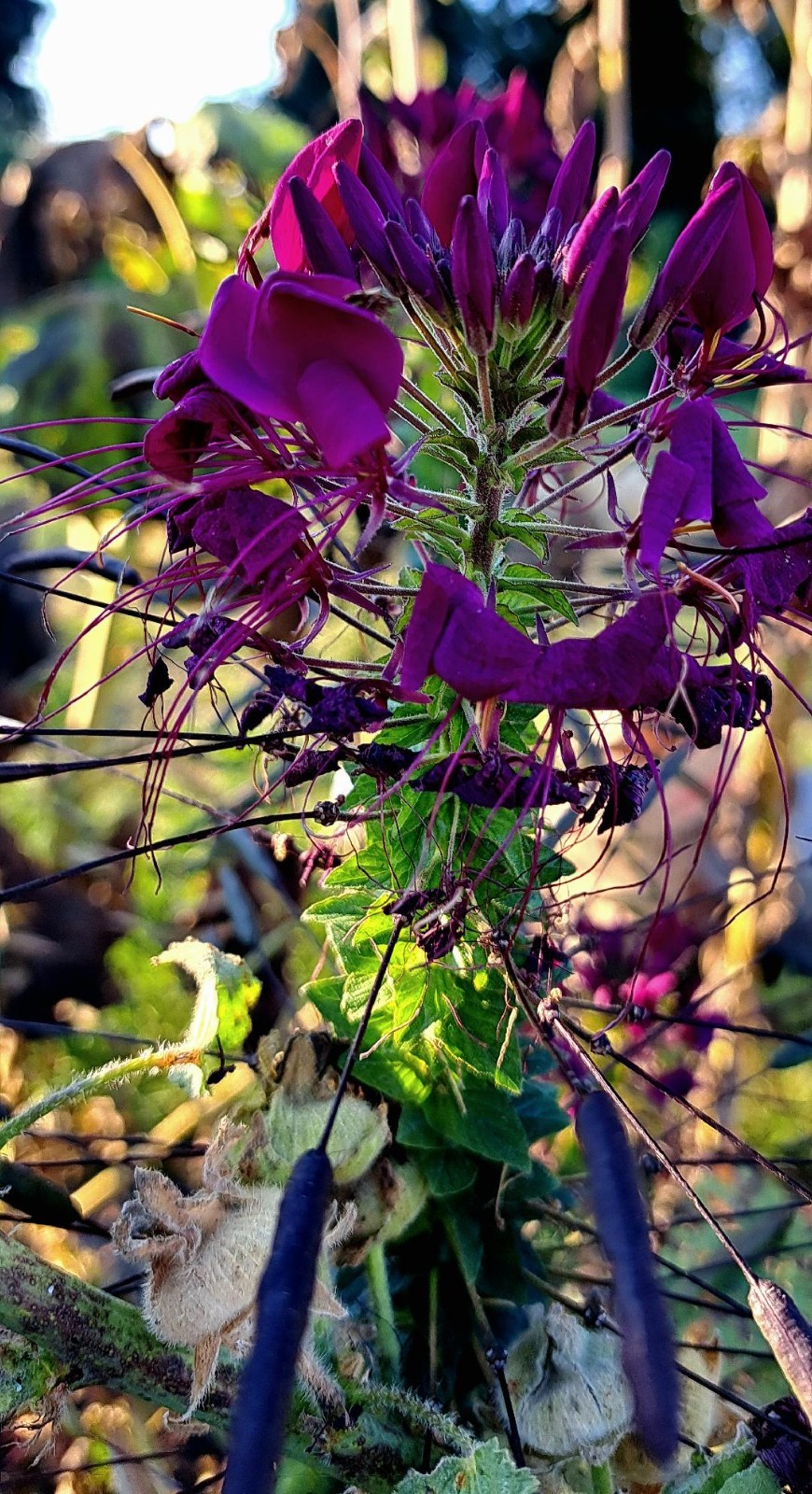 Very Dark Purple Spider Flower (Cleome) 15 Seeds – Comb. S/H