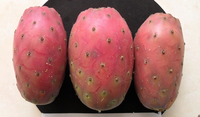15 Seeds Pink Fruit Prickly Pear Cactus. 15 Semillas de Nopal Tunero ROSA