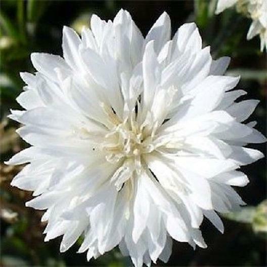Cornflower / Bachelor Button TALL WHITE Heirloom Sun/Shade Non-GMO 400 Seeds