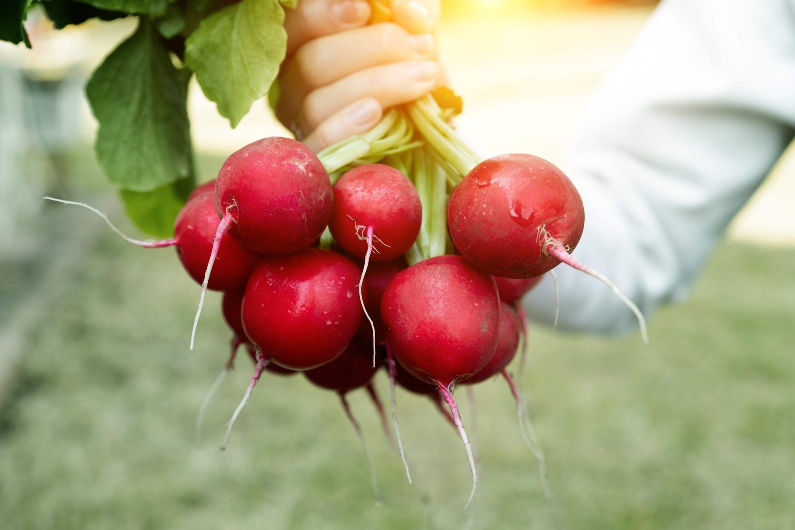 2000 CRIMSON GIANT RADISH Raphanus Sativus Vegetable Seeds