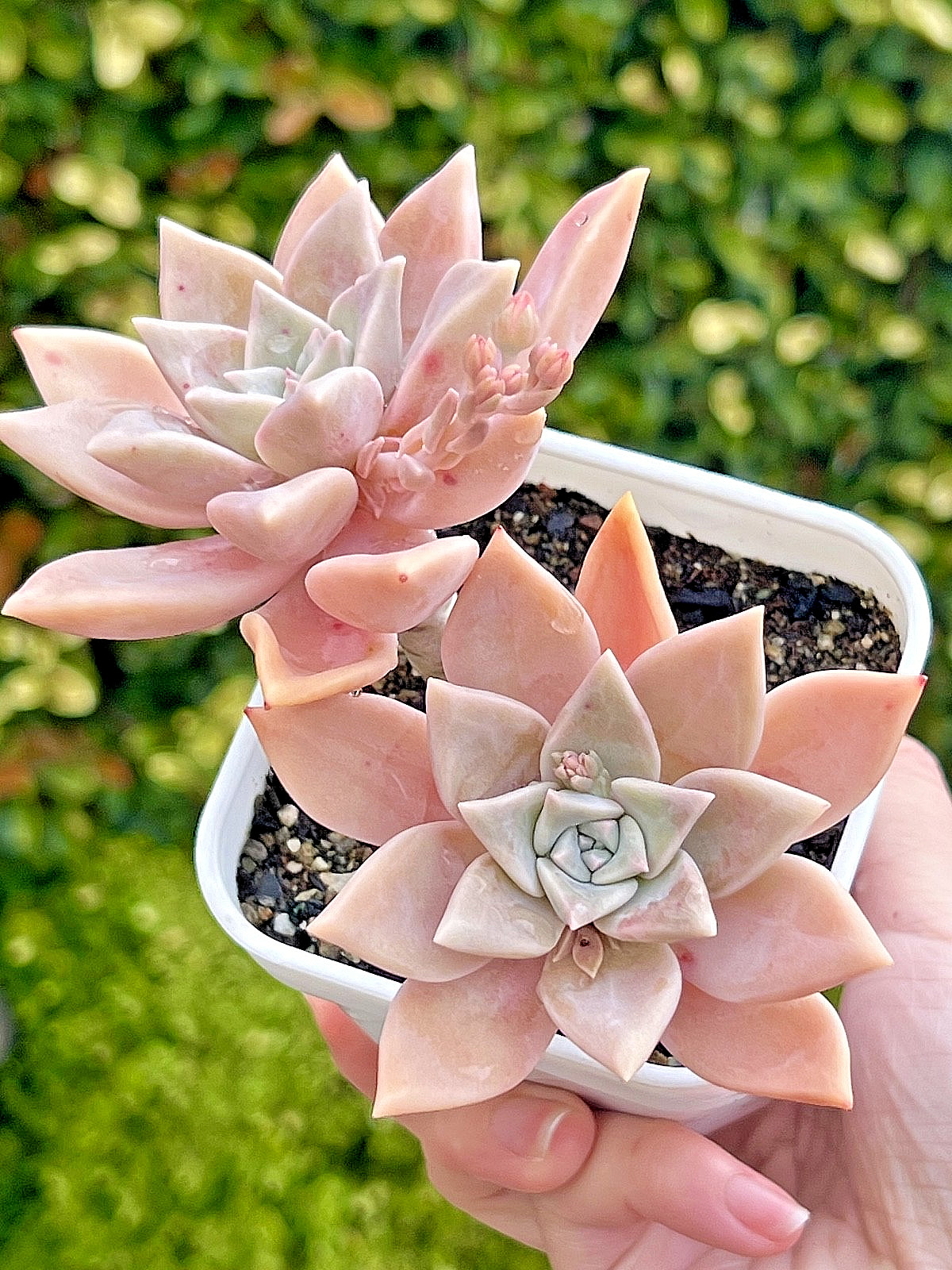 Graptopetalum Pink Live Plant Rare Succulent 1-Head 2-Inch Cutting