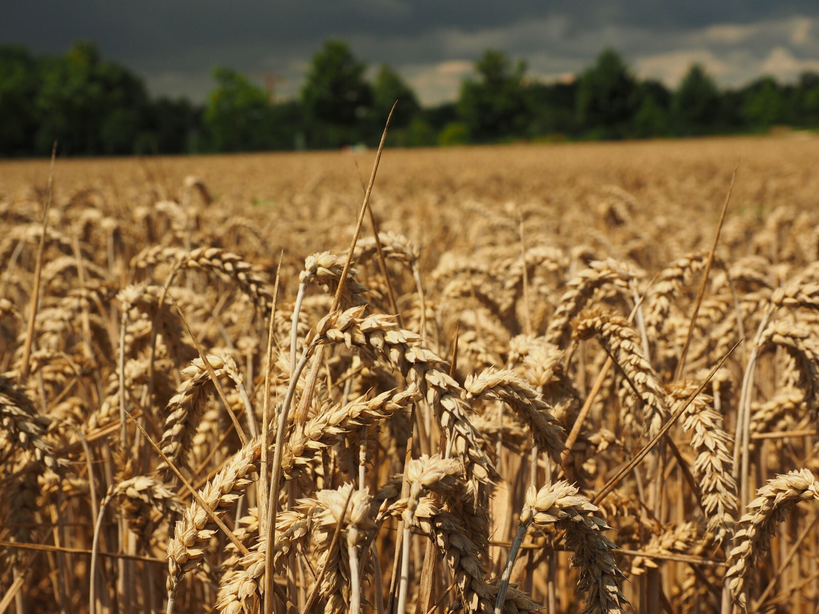 100 Grain Seeds -An Historic Heritage Variety – Maris Widgeon -Heirloom Wheat