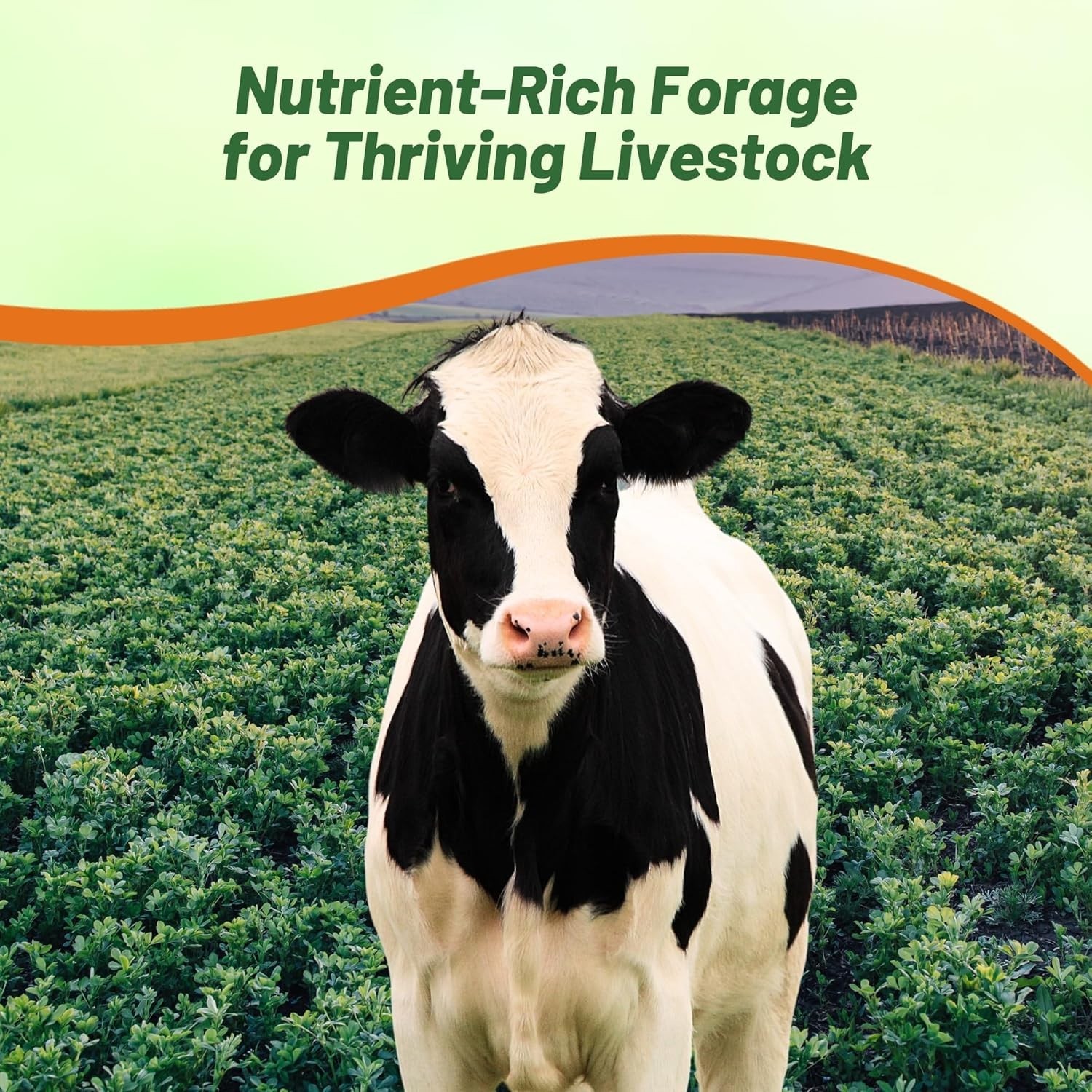 Alfalfa Seeds for Planting – High Yield Forage**
