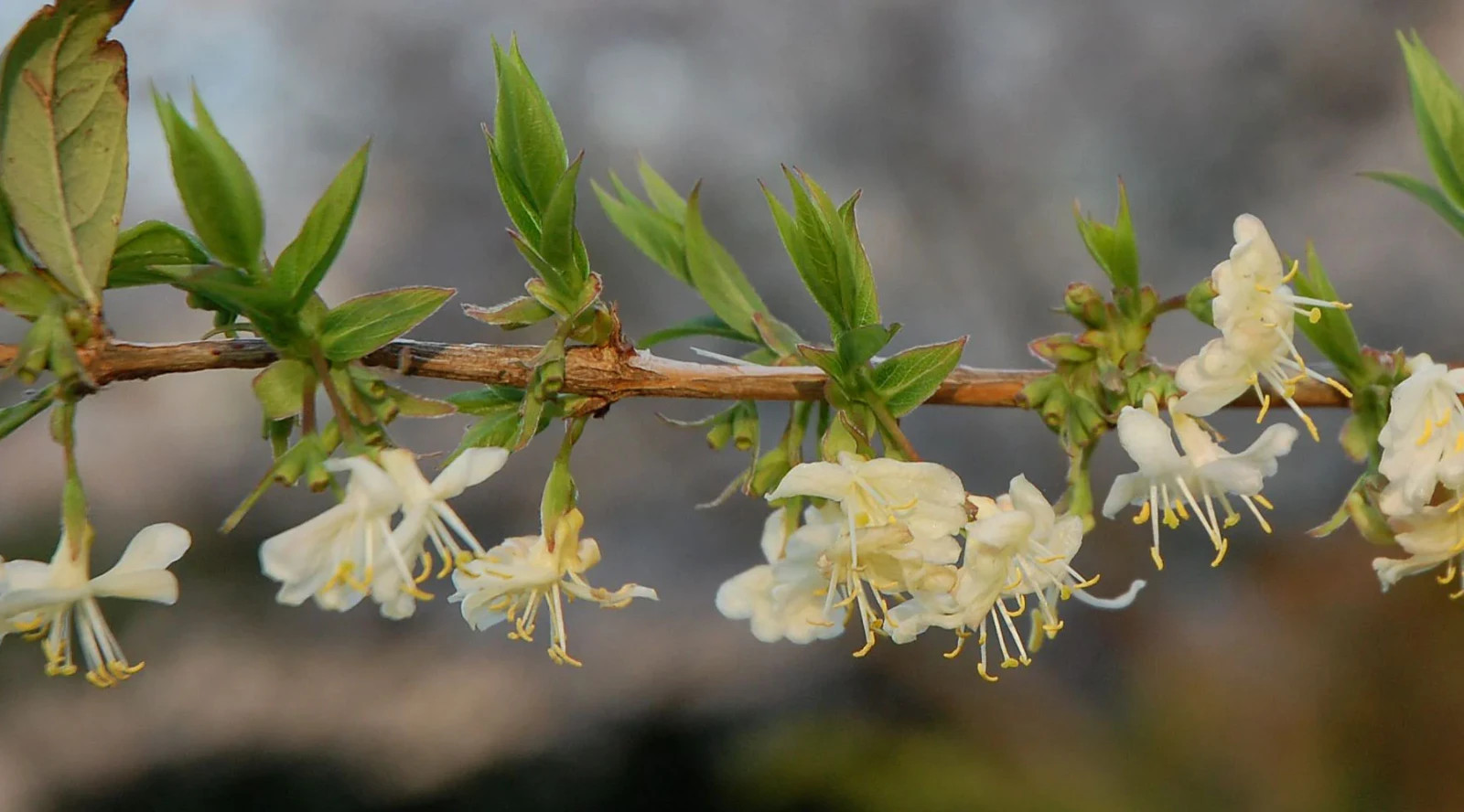 Lonicera fragrantissima WINTER HONEYSUCKLE Bush 2 Small Bareroot Plants 6″ Tall
