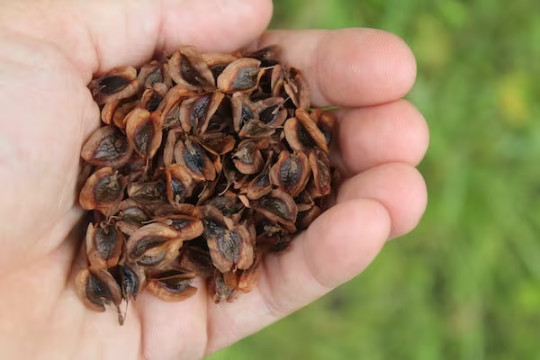 50 Perennial Victoria Rhubarb Seeds zone 3-9