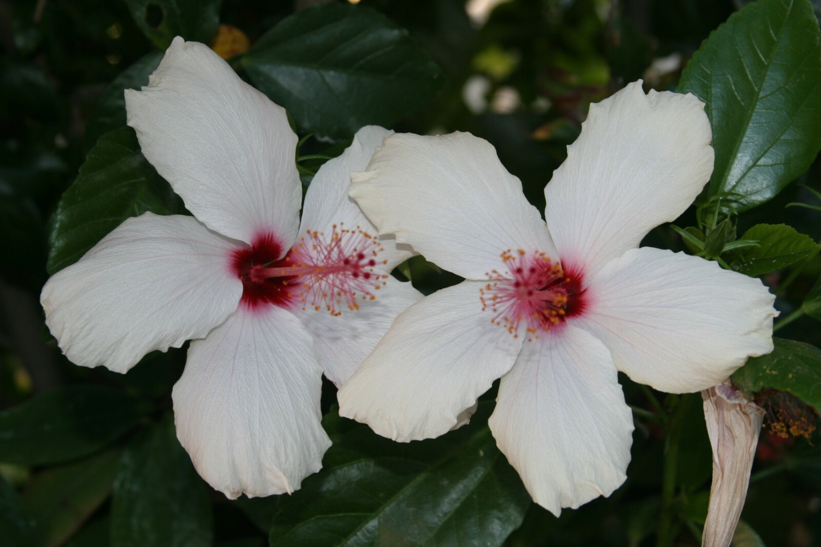 (5) Unrooted Stems White Hibiscus Branches/Cuttings, Bush/Shrub/Tree 8″ Long