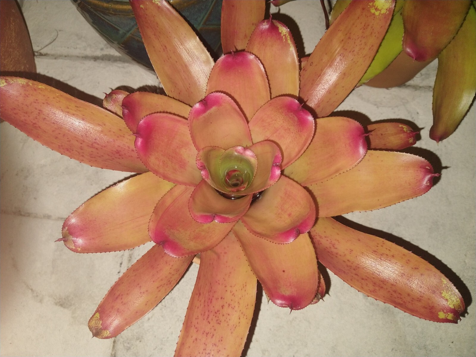 Neoregelia MANDARINA Bromeliad one tropical plant *MEDIUM*