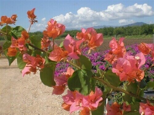 **AFTERGLOW** Bougainvillea**Small Well Rooted Starter Plant~VERY RARE & HTF