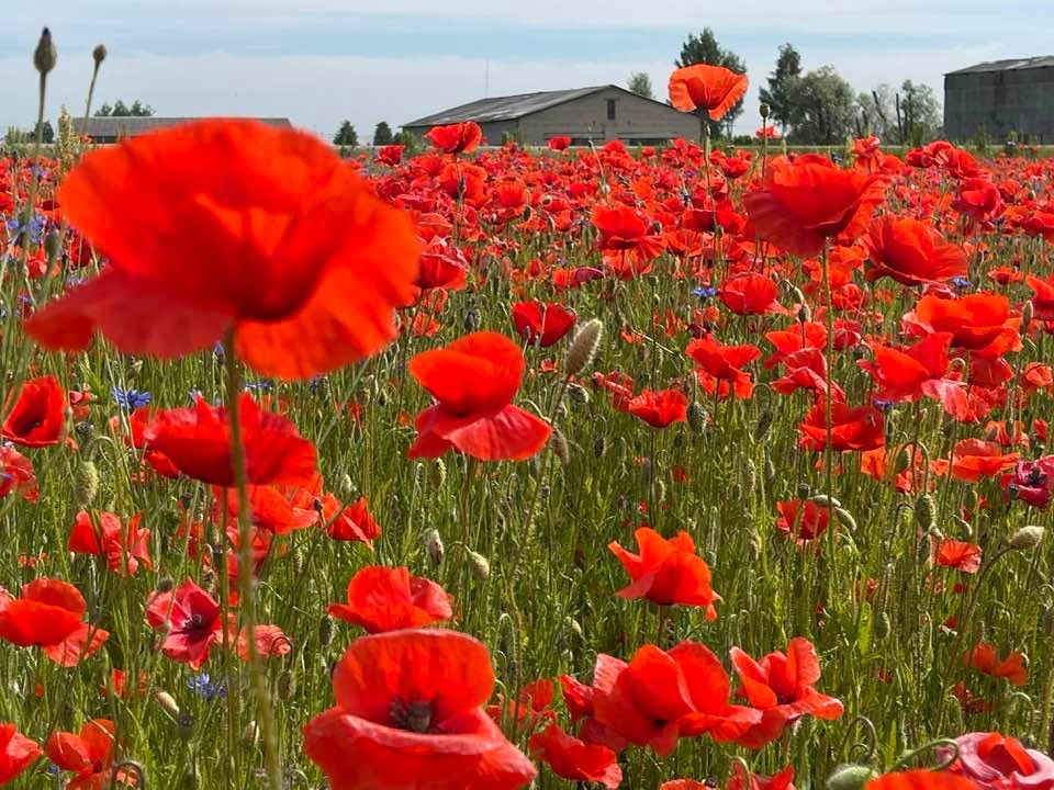 15,000 Corn Poppy Seeds – Flanders Poppy – Papaver Rhoeas – Gorgeous Red Blooms