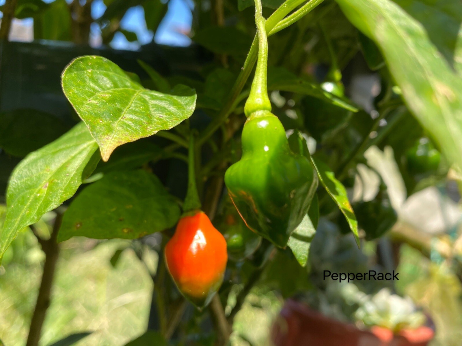 RARE✿ Heirloom Piaozinho Chili Pepper 10 Seeds ●Productive