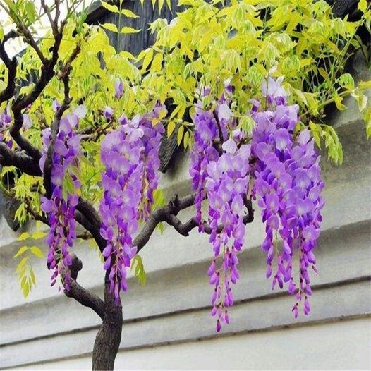 10 JAPANESE WISTERIA Floribunda Flower Purple Ornamental Vine Climber Seeds
