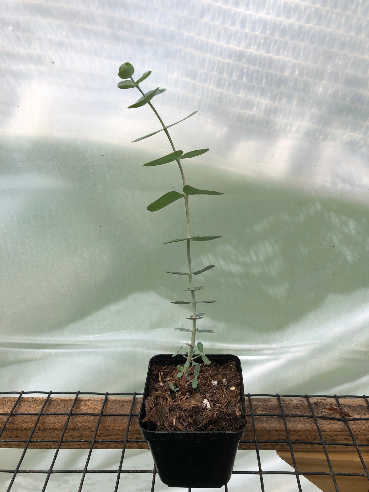 Eucalyptus Live Plants – Seedlings/Plugs- 5″- 12″ tall – 30-50 days old