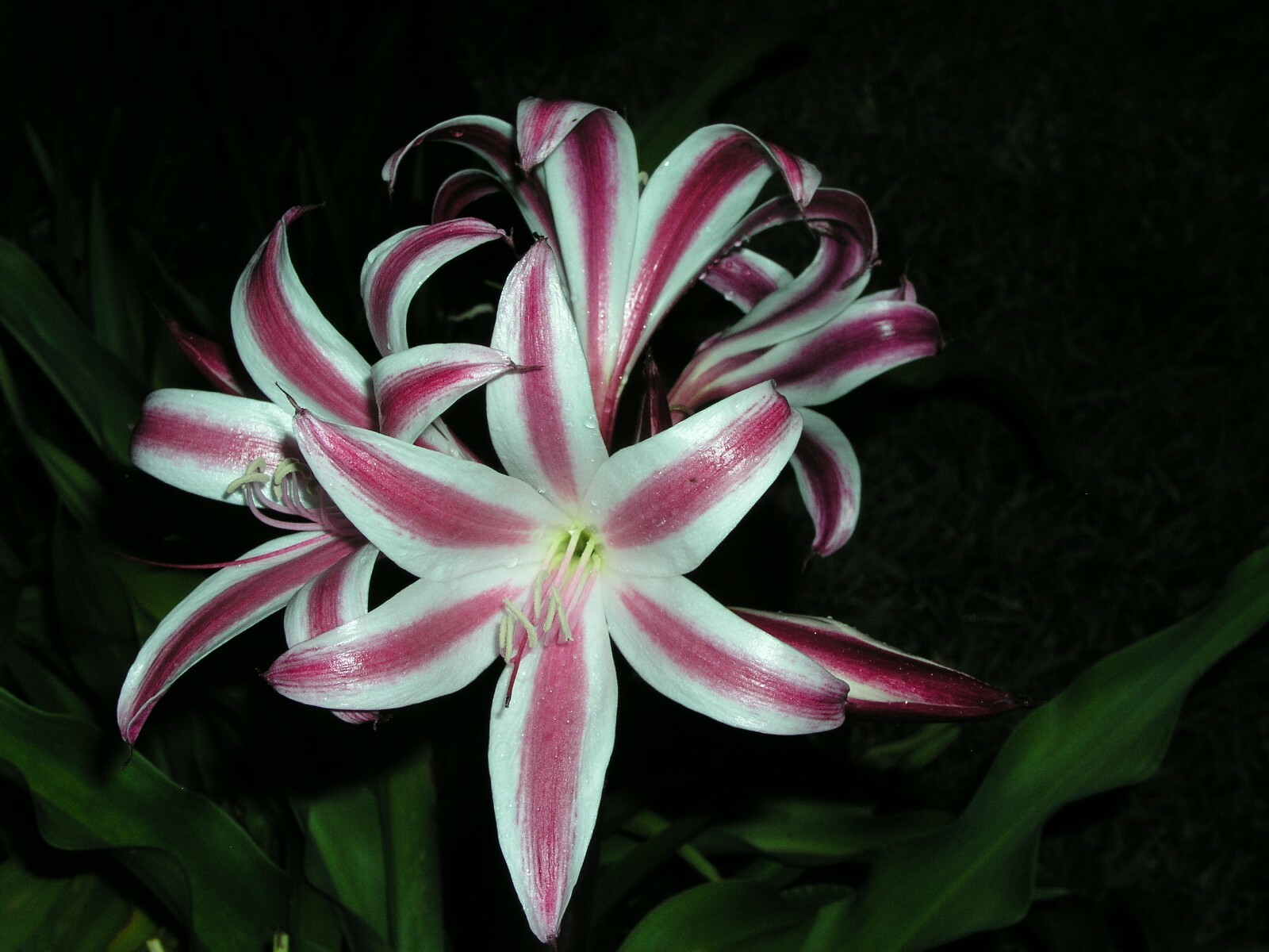Crinum Lily, Zeylanicum, species, medium-size bulb, NEW