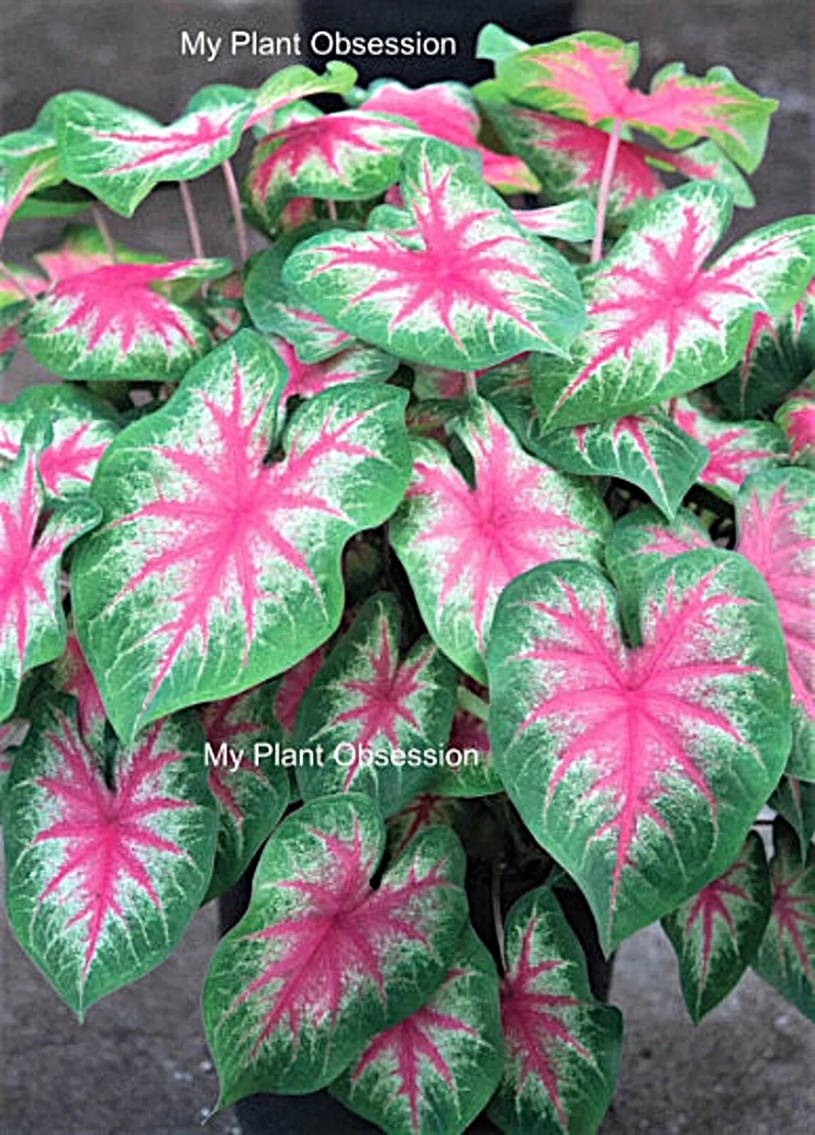 Caladium ‘Rosebud’ Size#2(2 bulbs) (You get 2 bulbs)