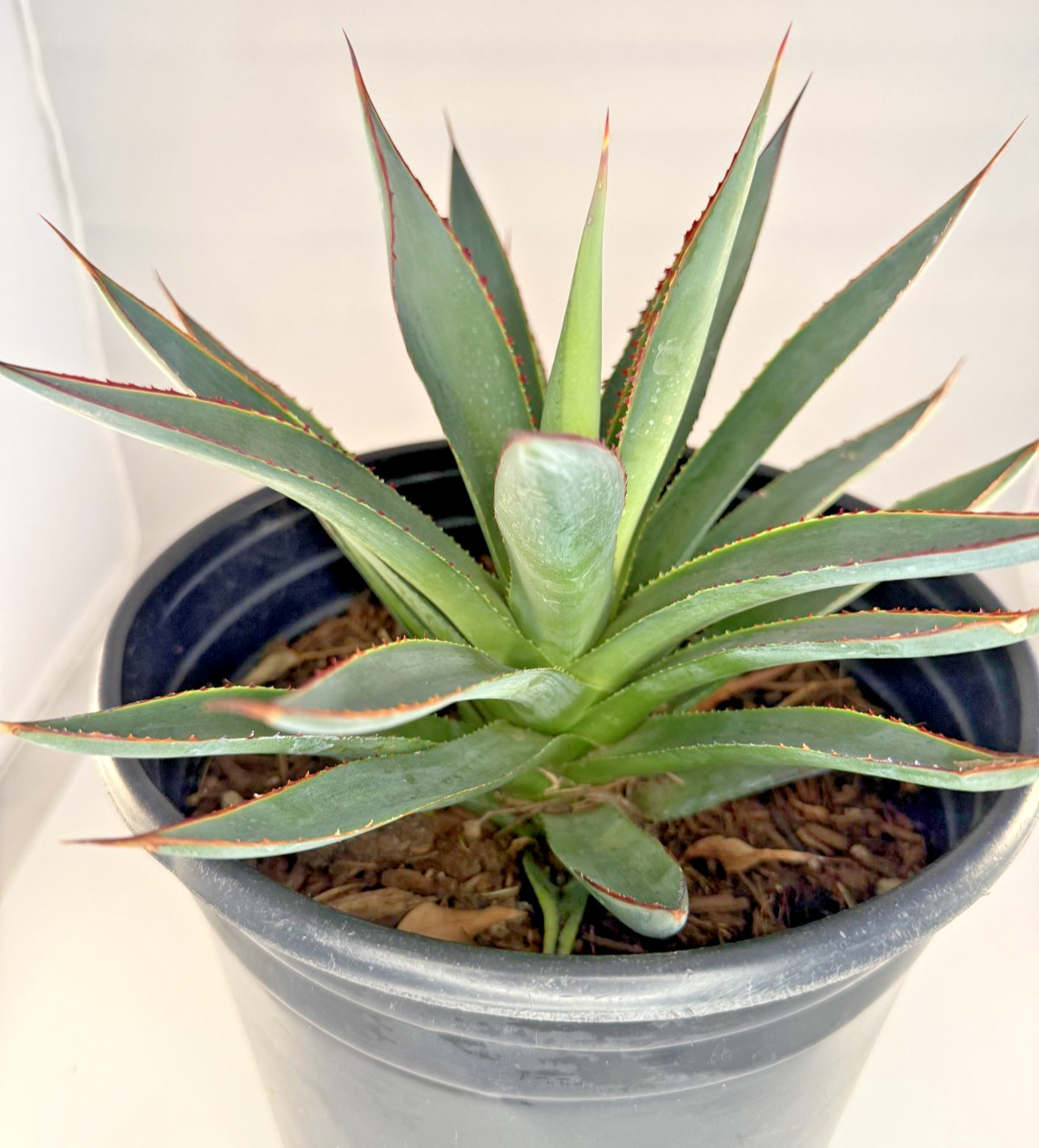 Agave Blue Glow Specimen Grade bare root plant – 4 Sizes Cactus Cacti Succulent