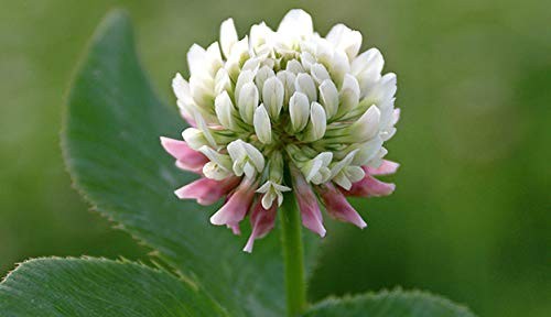 NitroCoated White Clover Seeds, Inoculated, 1 lb for Lawn and Garden