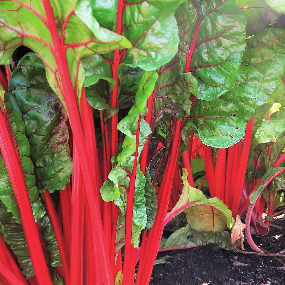 Rhubarb Ruby Red Swiss Chard Seeds, Bright Red, NON-GMO, Heirloom, FREE SHIP